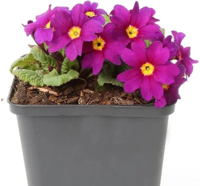 Primula pruhoniciana Teppich Primel Perle als Bodendecker für den Garten - Bild 1