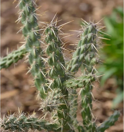 Winterharter Feigenkaktus Opuntia imbricata in Grün von Nr-01.de