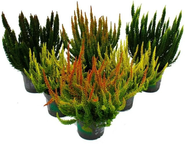 Exotenherz Calluna Green Nature Grüne Besenheide Heidekraut Set mit 6 winterharten Pflanzen im 11cm Topf - Bild 1