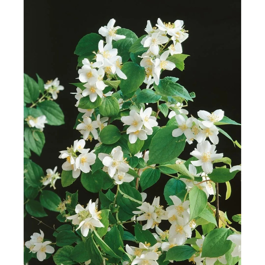 Philadelphus Dame Blanche Duftjasmin Weiß 80–100 cm - Bild 2