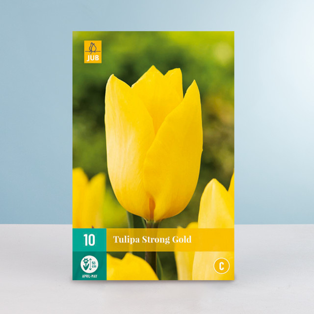 Triumph Tulpe Strong Gold Blumenzwiebeln von BLUME2000, 10 Stück - Bild 1