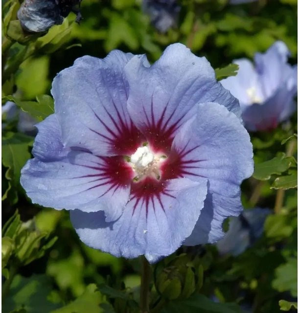 Hibiscus syriacus Garteneibisch Nr-01.de als Zierstrauch für den Garten - Bild 1