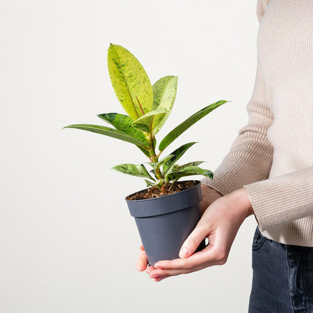 Ficus Shiverean Zimmerpflanze von BLUME2000 in Grün und Gelb, Höhe: 70 cm, Breite: 30 cm, Tiefe: 1 cm