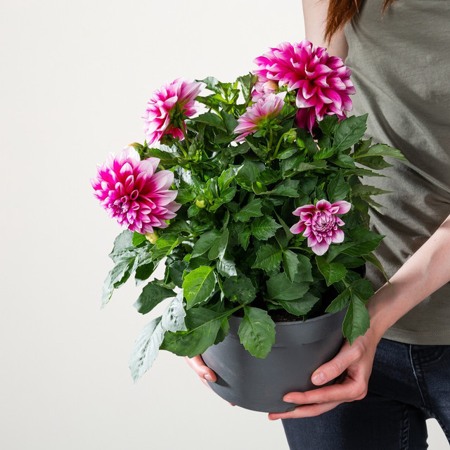 Lilafarbene Dahlie von BLUME2000 als mehrjährige Staude für Beet und Schnittblumen - Bild 1