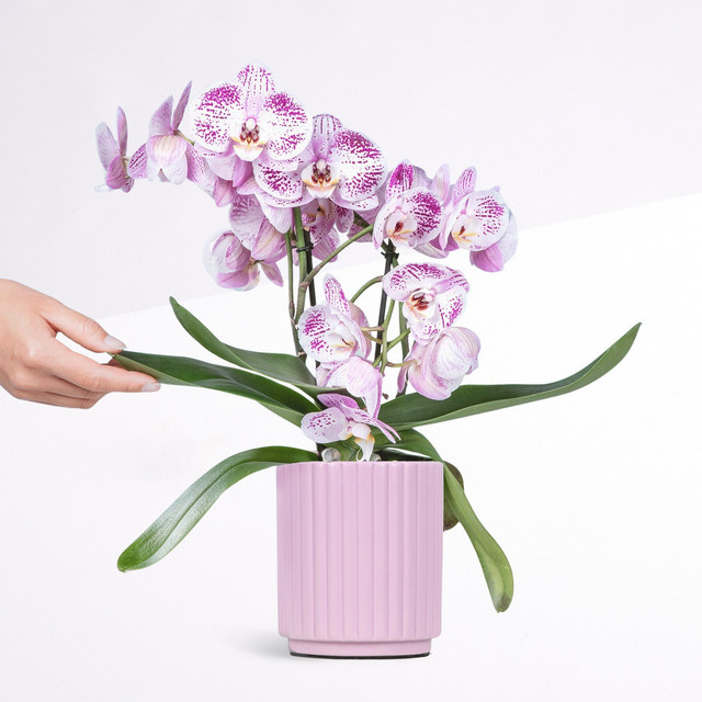 Blume2000 Sparkling Blush Zimmerpflanze in pinkfarbenem Keramiktopf - Bild 1