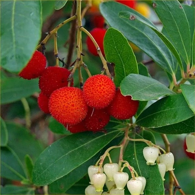 Arbutus unedo Erdbeerbaum von arborix als fruchttragender Strauch im Container für Garten oder Balkon - Bild 1