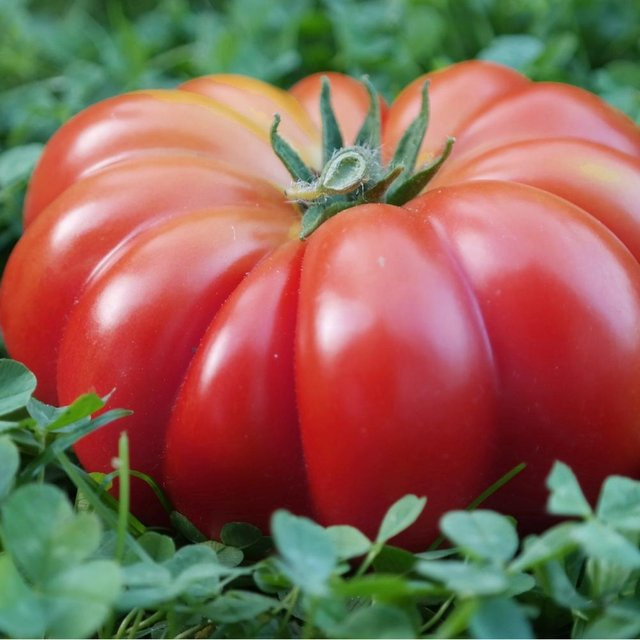 Plantico Costoluto Fiorentino Feldtomaten Gemüsesamen, Rot, 0,2 g - Bild 2