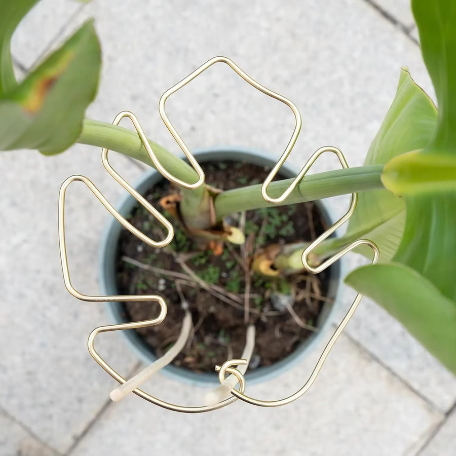 Robustes Bambus-Clip-Set in Weiß und Gold zur Unterstützung von Kletterpflanzen und Monstera als dekoratives Gartenzubehör - Bild 3
