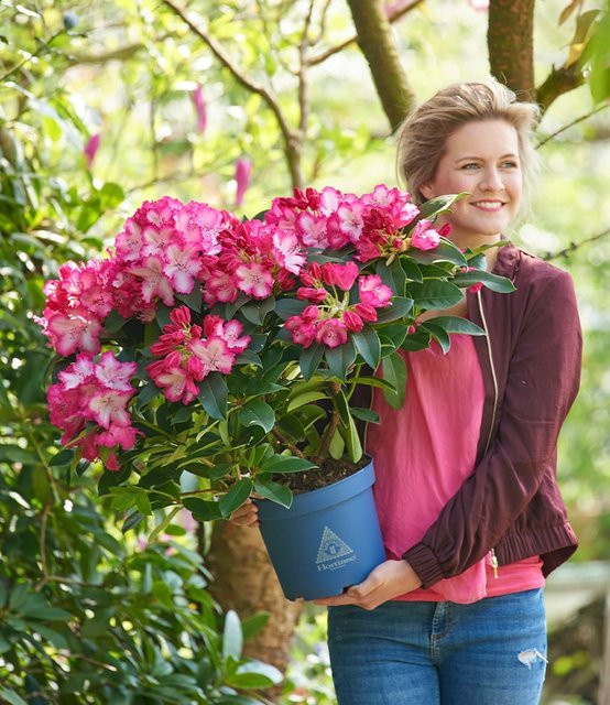 Rhododendron XXL® - Bild 1