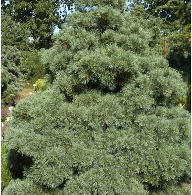 Zwergseidenkiefer Macopin Pinus strobus von Nr-01.de, Höhe: 22,5 cm - Bild 1