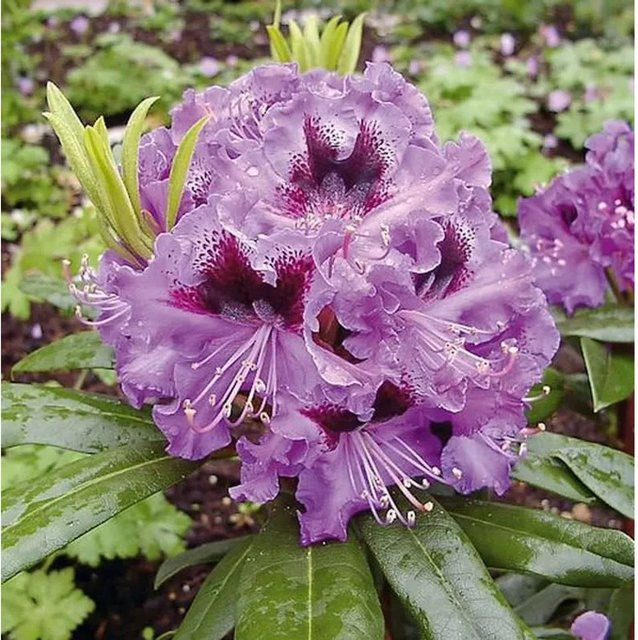 Großblumiger Rhododendron Blaue Jungs Alpenrose in Blau und Violett, Höhe: 50-60 cm - Bild 1