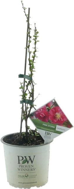 Chinesische Zierquitte Pink Storm Chaenomeles von Proven Winners, rosa, Höhe: 30 - 40 cm, im 3,5 Liter Topf - Bild 1