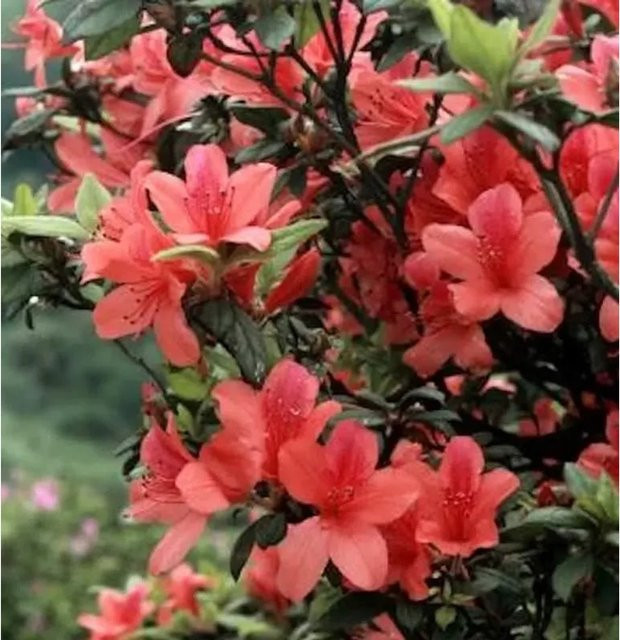Orangeblühende Azalee Rhododendron prunifolium in Sommergrün, Höhe: 50-60 cm - Bild 1