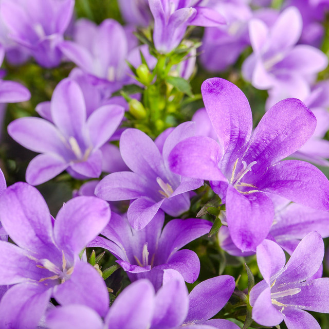 BIO Hängepolster-Glockenblume Campanula von BLUME2000, 3 Stück Stauden zur Bodendeckung für Garten, Balkon und Blumenkübel - Bild 1
