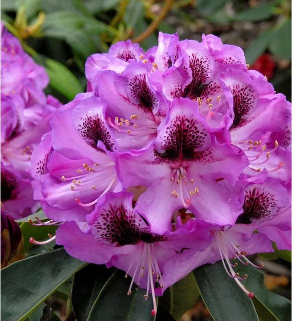 INKARHO Rhododendron Durantik Alpenrose, großblumiger Zierstrauch, Pink, 30-40 cm - Bild 1