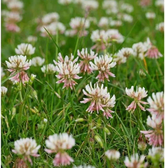 Vierblättriger Purpur-Klee Trifolium repens in den Farben Purpur, Weiß und Pink von Nr-01.de - Bild 1