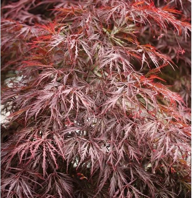 Acer palmatum Garnet Dunkelroter Schlitz-Ahorn Hochstamm Zierbaum 80-100 cm - Bild 1