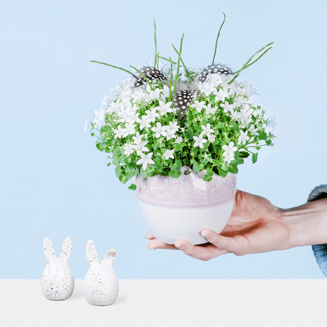 Campanula Glockenblume von BLUME2000 als mehrjährige Topfpflanze für den Frühling - Bild 1