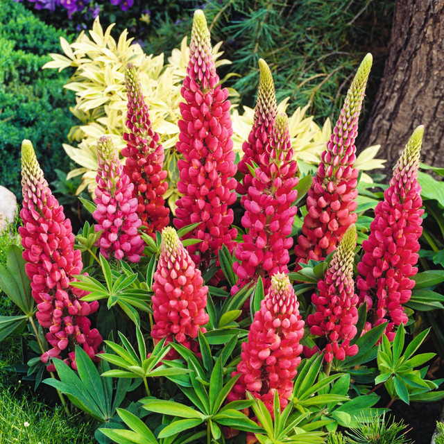 3er Set Rote Lupine Lupinus polyphyllus als mehrjährige Staude für deinen Garten von BLUME2000 - Bild 1