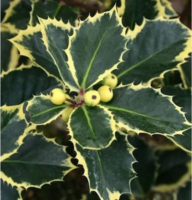 Gelbbunte Stechpalme Aurea Ilex aquifolium Heckenpflanze, Höhe: 100-125 cm - Bild 1
