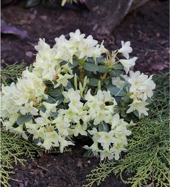 Rhododendron keiskei Zwerg Wild Alpenrose Crane von Nr-01.de, Höhe: 20-25 cm - Bild 1