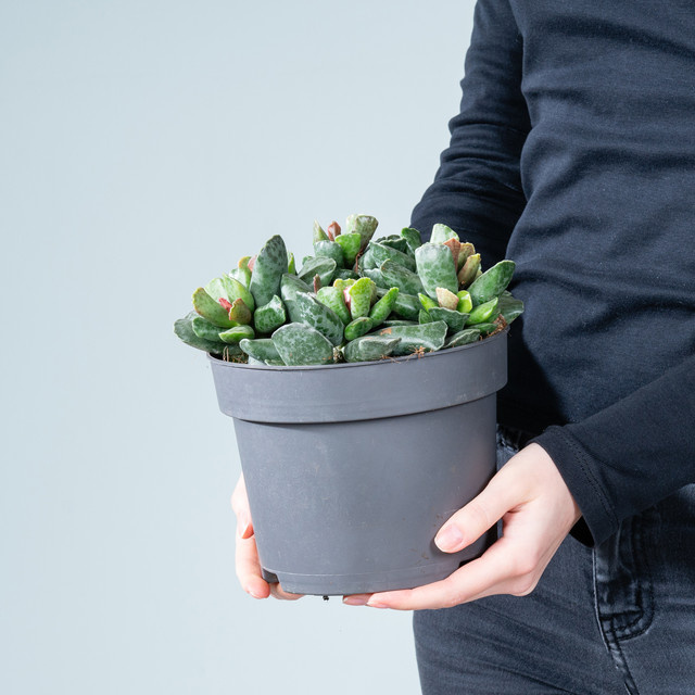 Adromischus cooperi L Sukkulente von BLUME2000 easy - Bild 1