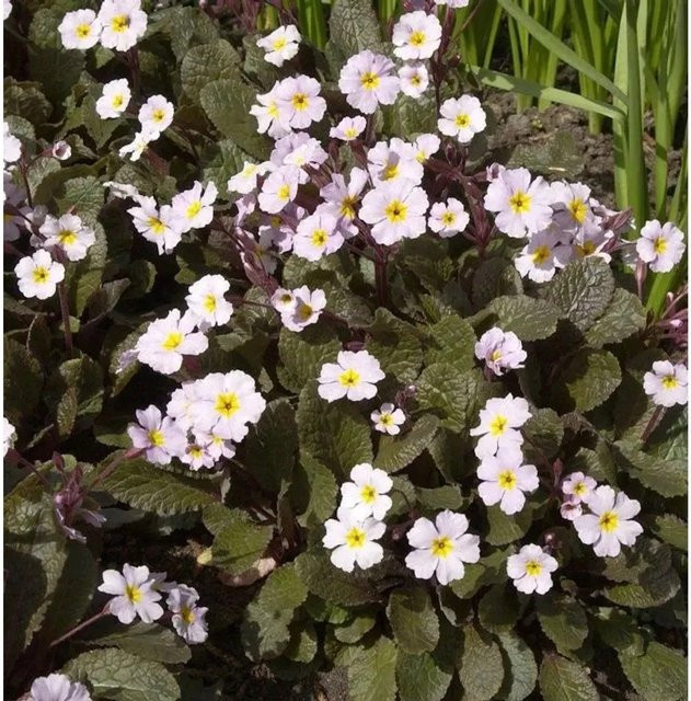 Teppich-Schlüsselblume Primula juliae Garryard Guinevere als mehrjährige Bodendecker-Pflanze für den Garten - Bild 1