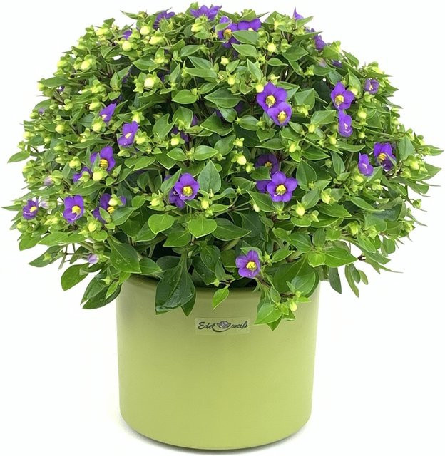 Blühende Exacum Topfpflanze für den Innenbereich in Blau oder Violett - Bild 1
