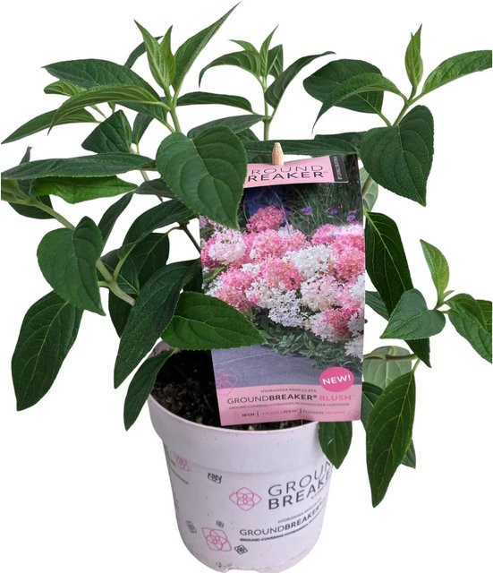 GROW by OBI Rispenhortensie Hydrangea paniculata Groundbreaker im Topf Ø ca. 14 cm - Bild 1