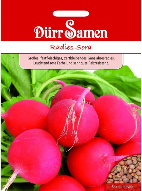 Dürr Radies Sora Saatgut Ganzjahresradies 750 g - Bild 1
