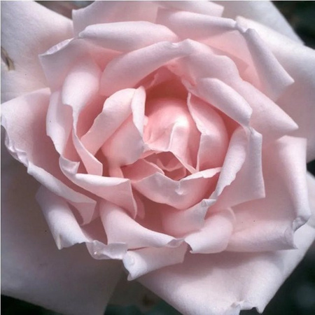 Kletterrose New Dawn von plantofix in Rosa, langblühende Kletterpflanze für deinen Garten