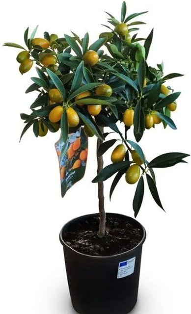 Sunny-Tree Kumquat Fortunella Zitrusbaum mit Obst, 3 Jahre alt, Höhe: 90 cm - Bild 1