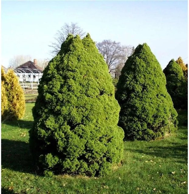 Zuckerhut Fichte Picea glauca von Die Nr-01.de, Höhe: 60-70 cm, Grün - Bild 1
