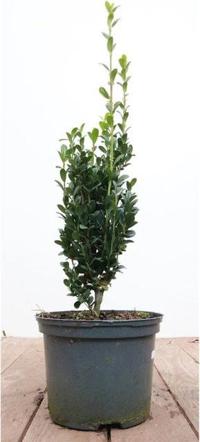 Ilex crenata Fastigiata Japanische Stechpalme als grüne Heckenpflanze, Höhe: 20-30 cm - Bild 1