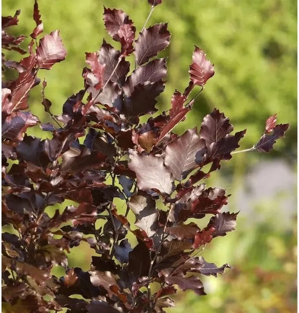Säulen-Blutbuche Dawyck Purple Fagus sylvatica in Purpurrot, Höhe: 40-60 cm - Bild 1