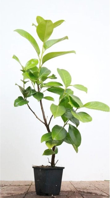 Prunus Aurocerasus Rotundifolia Kirschaustrauch als Heckenpflanze für den Garten, Höhe: 40-60 cm - Bild 1