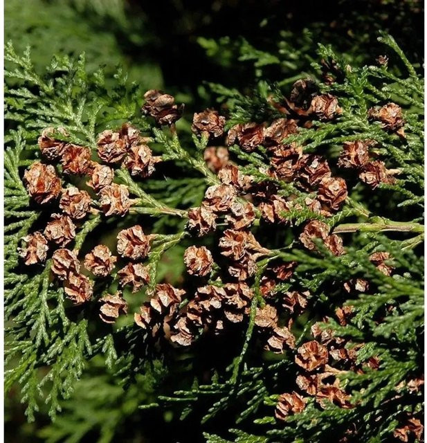 Blaue Heckenzypresse Alumii Chamaecyparis awsoniana als Sichtschutz oder Solitärpflanze, Höhe: 100-125 cm - Bild 1