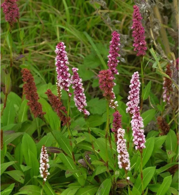 Persicaria affinis Schneckenknöterich Bodendecker für Stauden- und Steingärten in Weiß, Rosa, Rot oder Pink - Bild 1