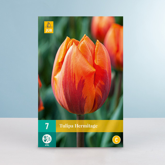 Triumph Tulpe Hermitage Zwiebeln von BLUME2000, 7 Stück - Bild 1