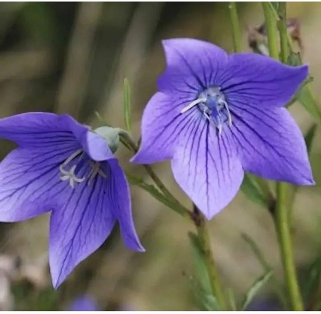 Ballonblume Fuji Blue Platycodon grandiflorus - Blaue Staude von Die Nr-01.de - Bild 1