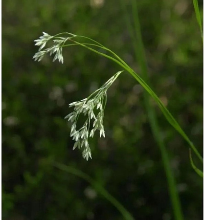 Luzula pilosa Hainsimse als Gartenstaude von Nr-01.de