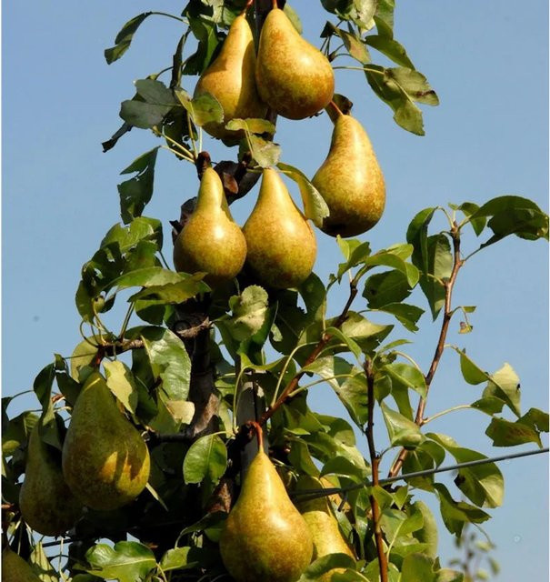 Conference Birne Pyrus communis Obstbaum von Die Nr-01.de - Bild 1