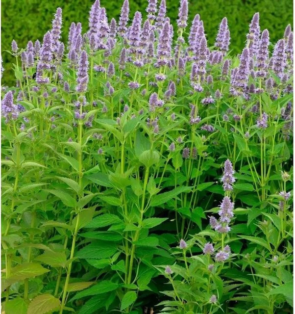 Duftnessel Ayala Agastache cultorum lila Staude für den Garten - Bild 1