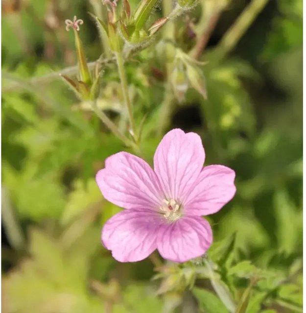 Oxford Storchenschnabel Geranium oxonianum weiße Staude für den Garten - Bild 1