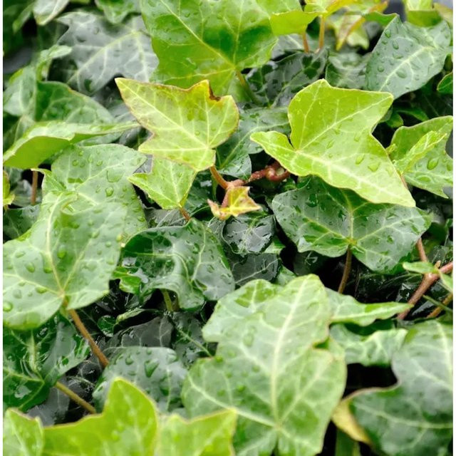 10er Set Efeu Hedera helix als Kletterpflanze für Fassaden und Mauern, grün, Topfgröße 10-15 cm - Bild 1