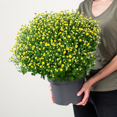 Gelbe Chrysantheme Busch Chrysanthemum indicum von BLUME2000