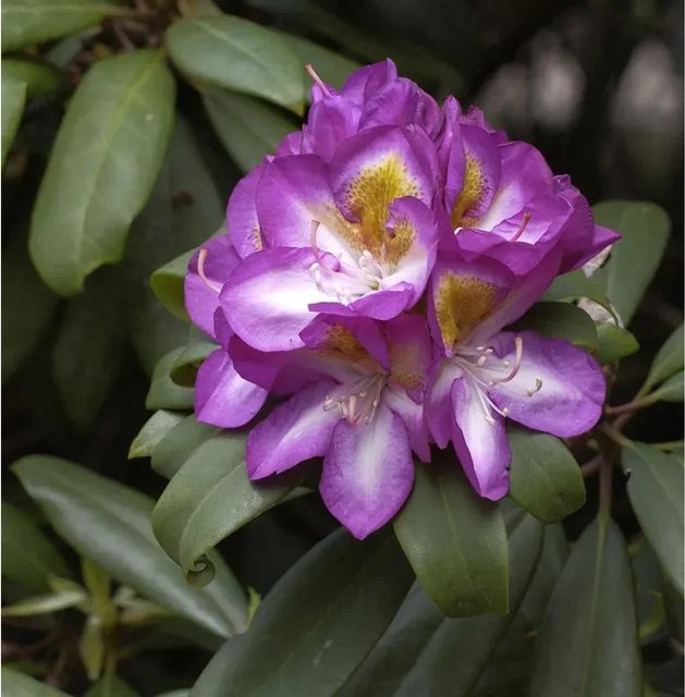 INKARHO Rhododendron Blue Bell Alpenrose, großblumiger Zierstrauch in Blau und Violett, Höhe: 30-40 cm - Bild 1