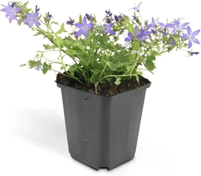 Exotenherz Glockenblume Campanula Poscharskyana Stella Set, 6 blaue Stauden im 9cm Topf - Bild 1
