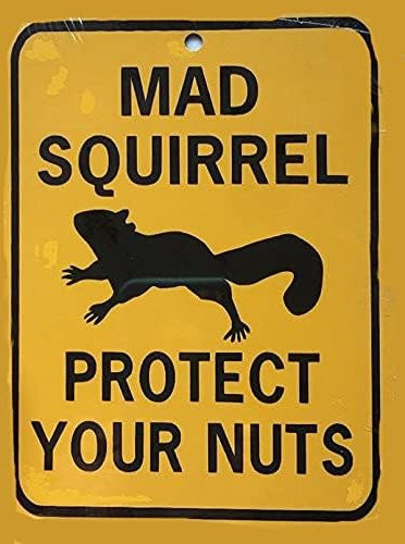 Eeypy Warnschild Mad Squirrel Protect Your Nuts aus Aluminium in Gelb, B/H: 20 x 20 cm - Bild 1