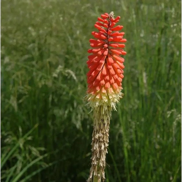 Kniphofia uvaria Fackellilie Express orange Stauden von Nr-01.de - Bild 1
